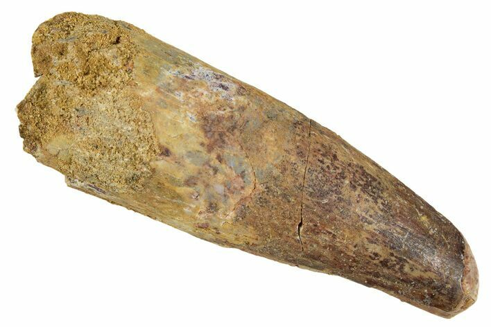 Fossil Spinosaurus Tooth - Feeding Worn Tip #344578